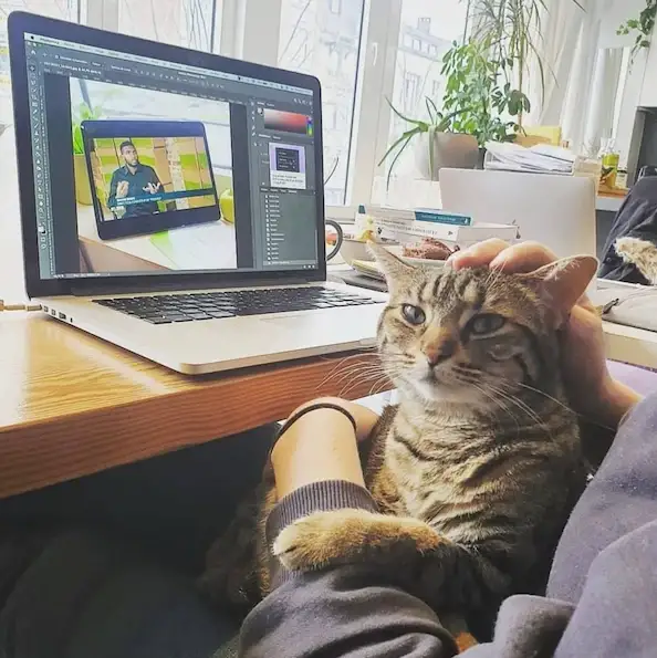 Image - Espace de travail avec chat